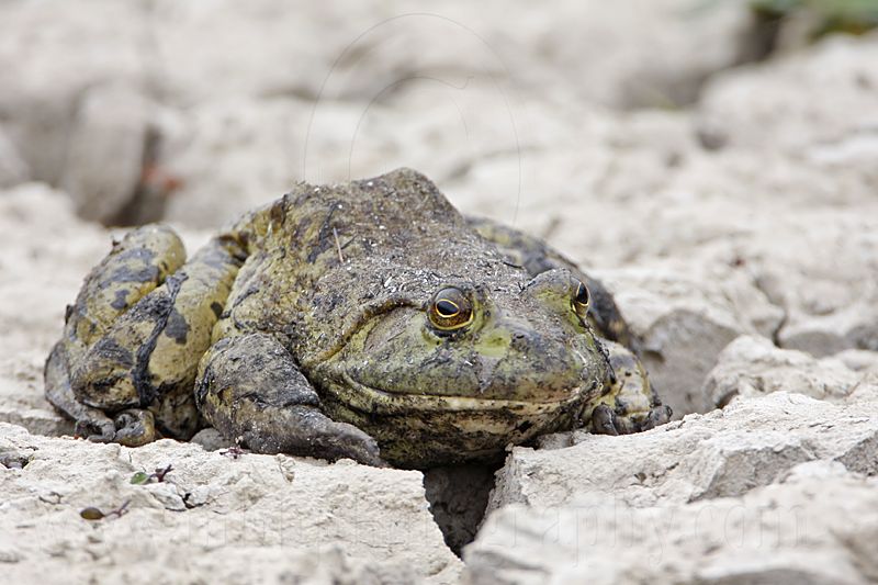 _MG_7086 Bullfrog.jpg