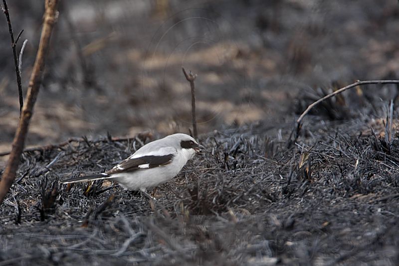 _MG_7103 Loggerhead Shrike.jpg