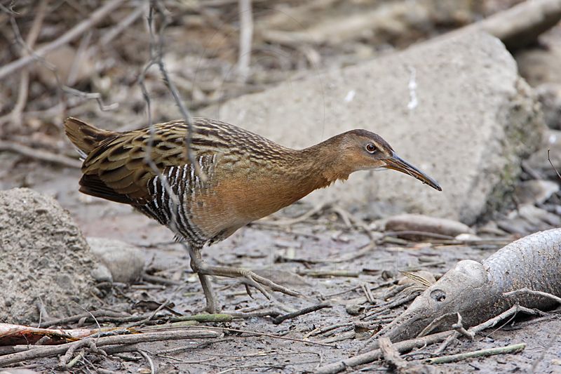 _MG_9722 King Rail.jpg