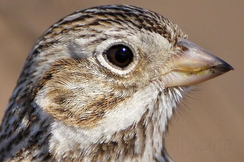 _MG_4742crop Vesper Sparrow.jpg