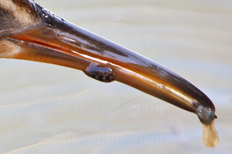_MG_5488crop2 King Rail.jpg