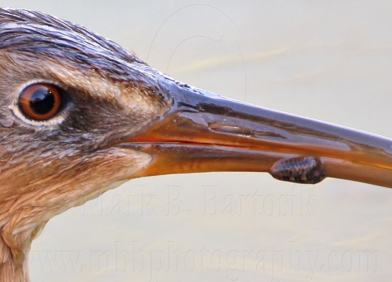 _MG_5498crop King Rail.jpg