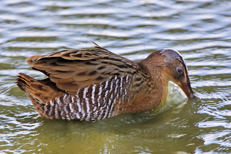 _MG_5682 King Rail.jpg