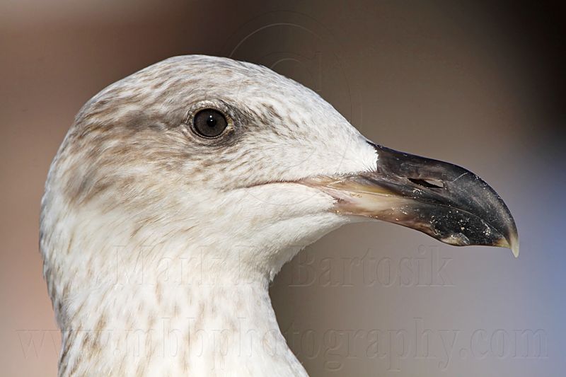 _MG_3045 Yellow-footed Gull.jpg