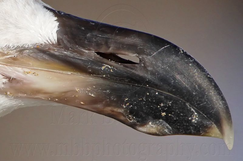 _MG_3045 crop1 Yellow-footed Gull.jpg