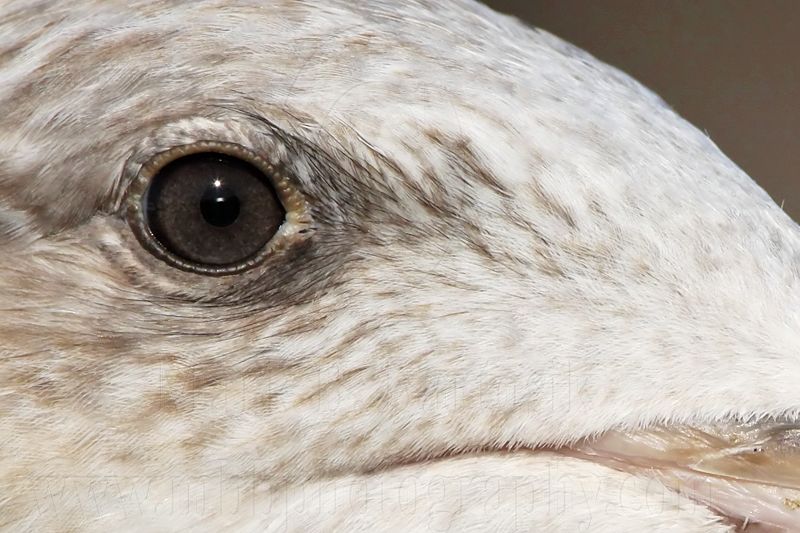 _MG_3045 crop2 Yellow-footed Gull.jpg