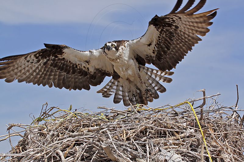 _MG_0265 Osprey.jpg