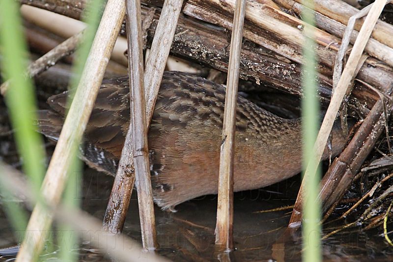 _MG_7265 Virginia Rail.jpg