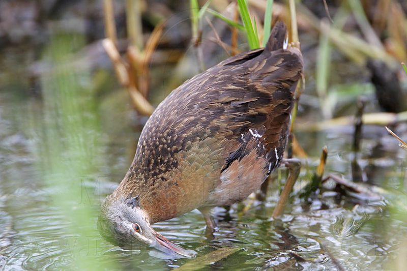 _MG_7828 Virginia Rail.jpg