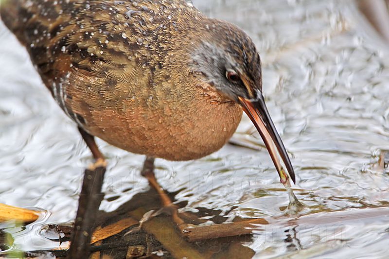 _MG_8284 Virginia Rail.jpg
