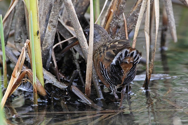 _MG_9351 Virginia Rail.jpg