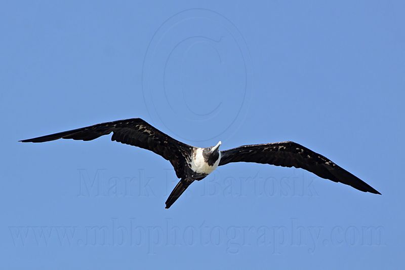 _MG_1118 Magnificent Frigatebird.jpg