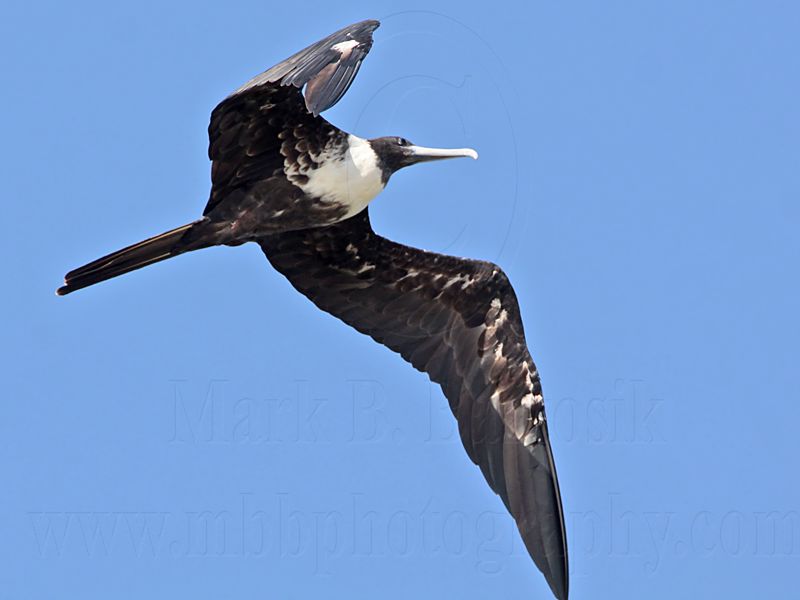 _MG_1155 Magnificent Frigatebird.jpg
