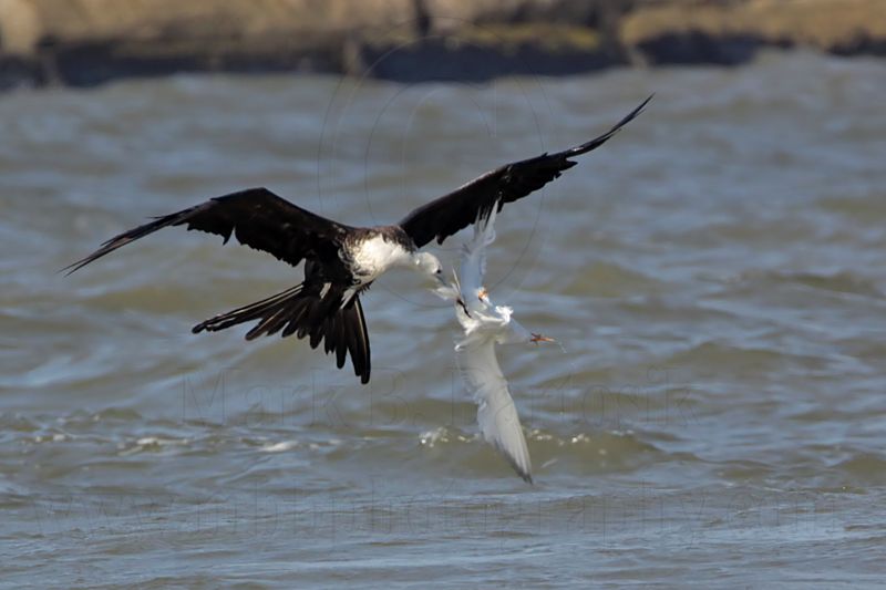 _MG_1430 Magnificent Frigatebird & Royal Tern.jpg
