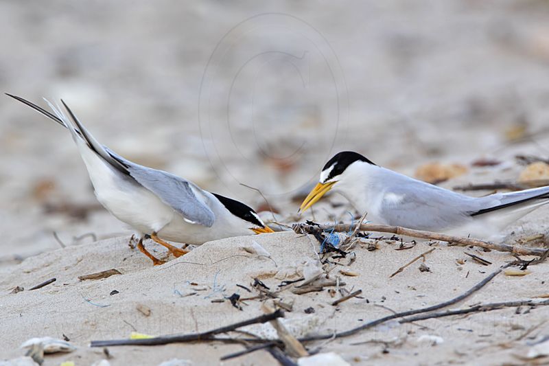 _MG_3984 Least Tern - making scrape.jpg