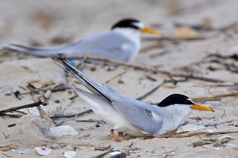 _MG_4083 Least Tern - making scrape.jpg