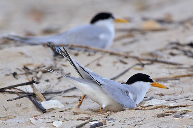 _MG_4108 Least Tern - making scrape.jpg