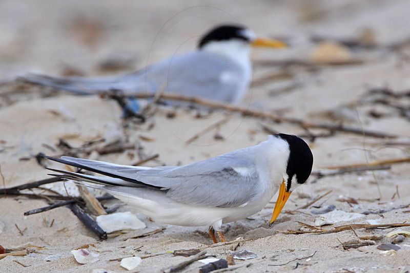 _MG_4116 Least Tern - making scrape.jpg