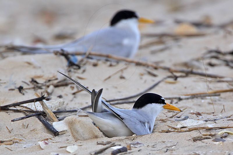 _MG_4161 Least Tern - making scrape.jpg