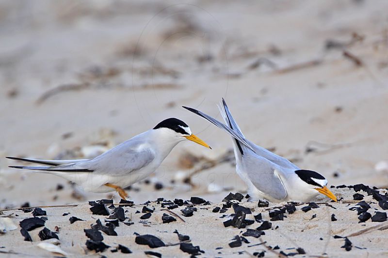 _MG_4470 Least Tern - making scrape.jpg