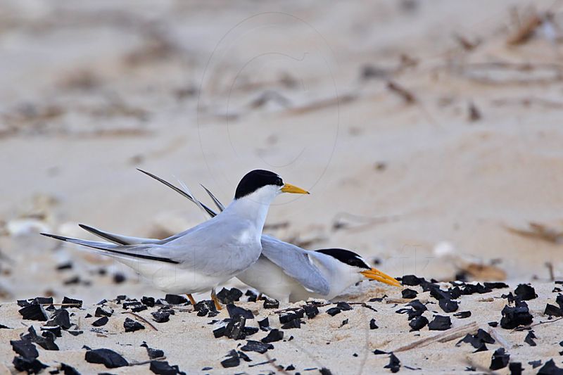 _MG_4475 Least Tern - making scrape.jpg