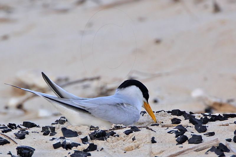 _MG_4501 Least Tern - making scrape.jpg