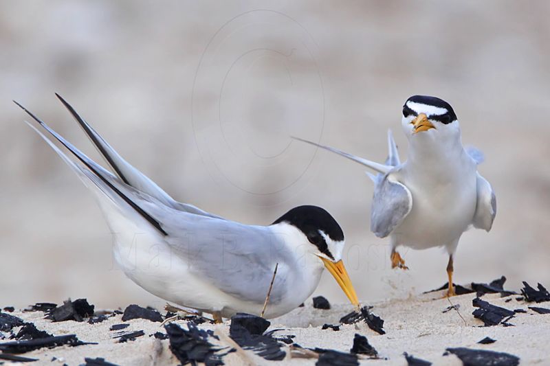 _MG_4568 Least Tern - making scrape.jpg