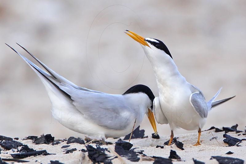 _MG_4571 Least Tern - making scrape.jpg