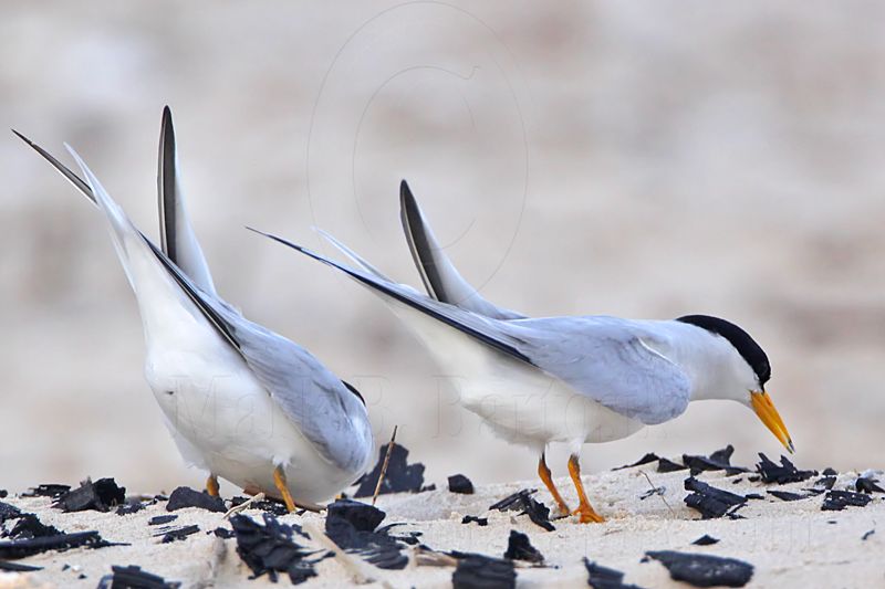 _MG_4575 Least Tern - making scrape.jpg