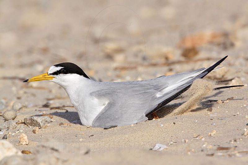 _MG_8977 Least Tern.jpg