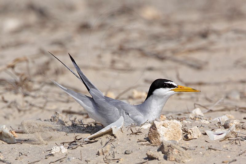 _MG_1797 Least Tern - making scrape.jpg