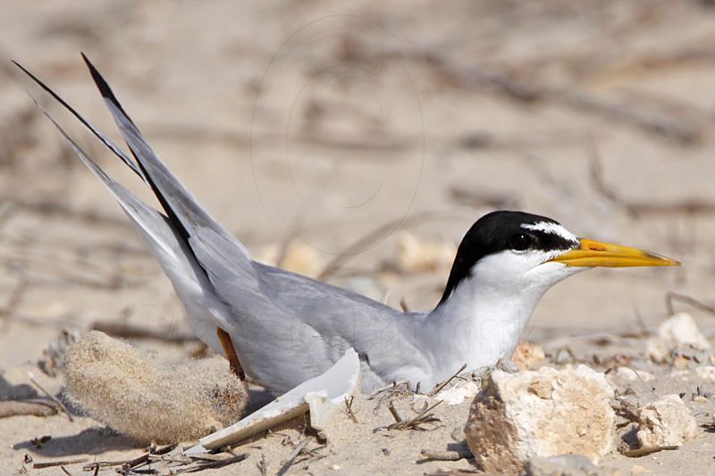_MG_1800 Least Tern - making scrape.jpg