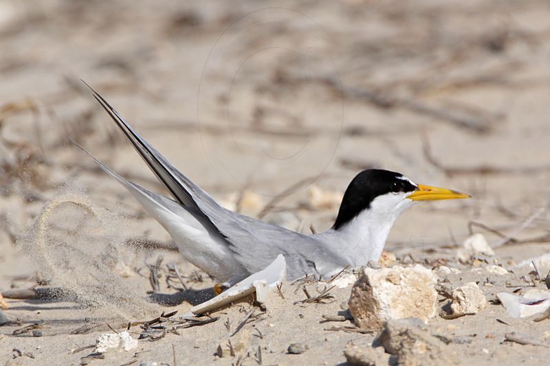 _MG_1818 Least Tern - making scrape.jpg