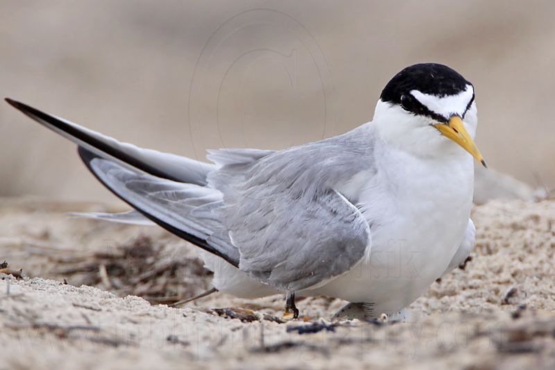 _MG_7382 Least Tern.jpg