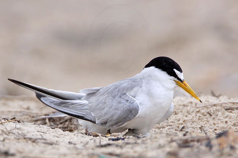 _MG_7397 Least Tern.jpg