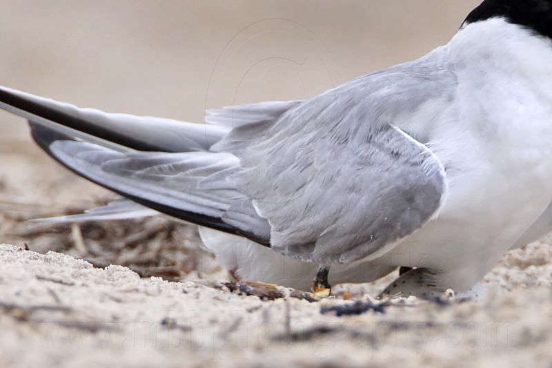 _MG_7397crop Least Tern.jpg