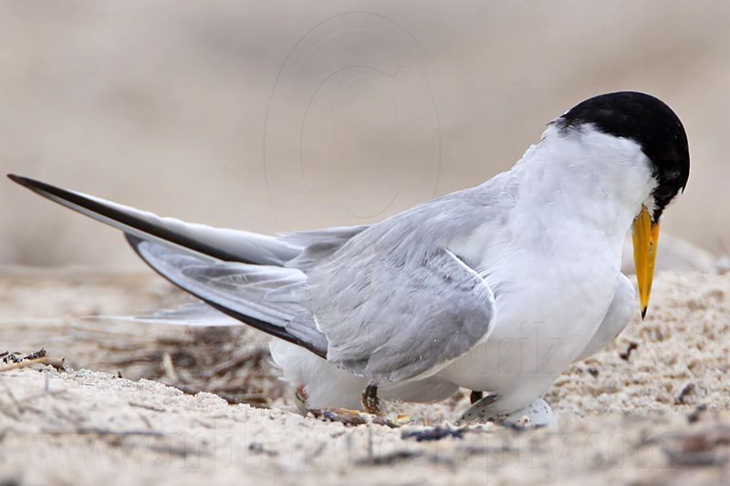 _MG_7411 Least Tern.jpg