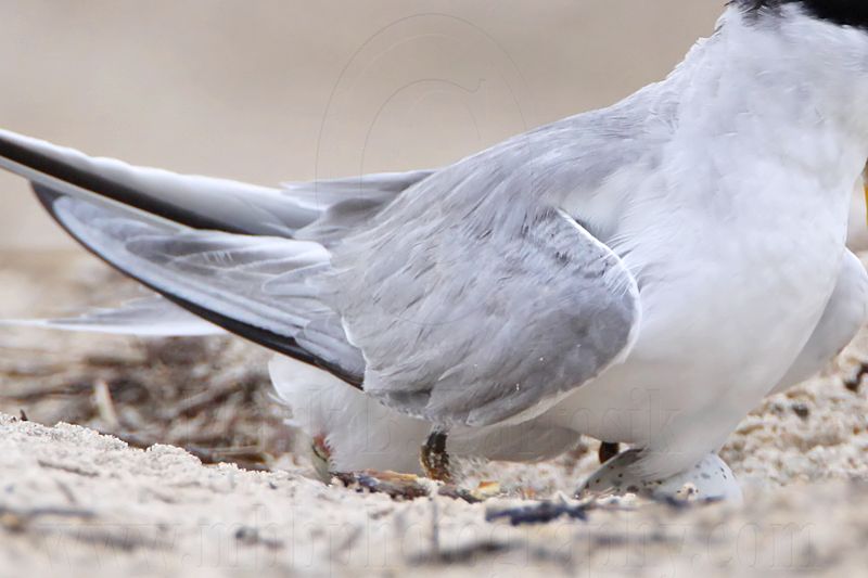 _MG_7411crop Least Tern.jpg