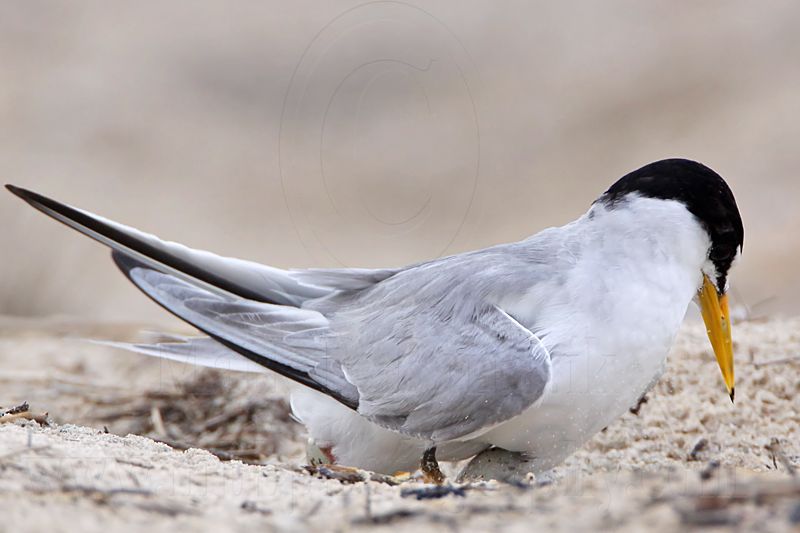 _MG_7413 Least Tern.jpg