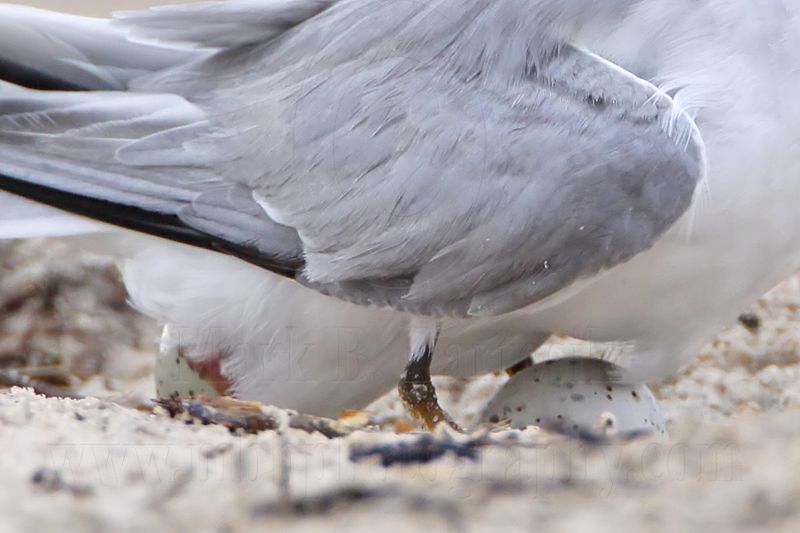 _MG_7414crop Least Tern.jpg