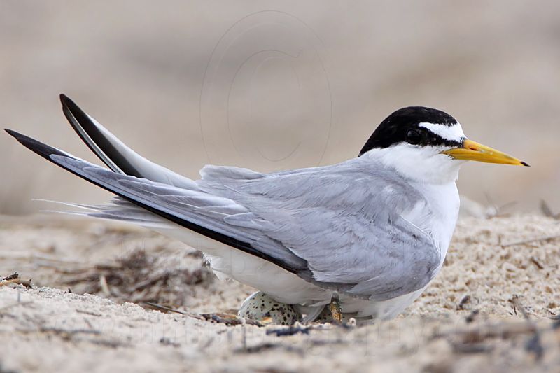 _MG_7447 Least Tern.jpg