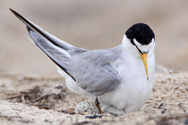 _MG_7454 Least Tern.jpg