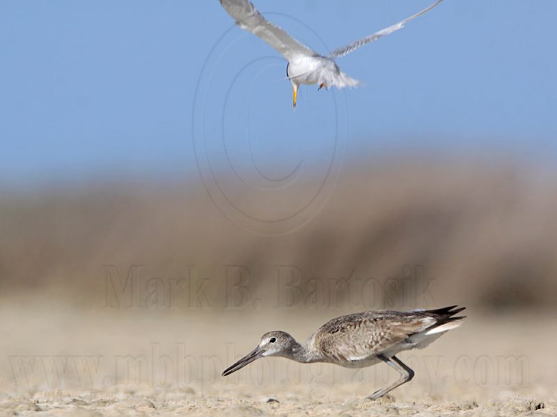 _MG_8337 Least Tern attacking Willet.jpg