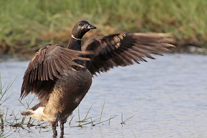 _MG_5574 Brant.jpg