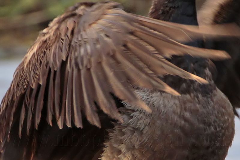 _MG_5574crop Brant.jpg