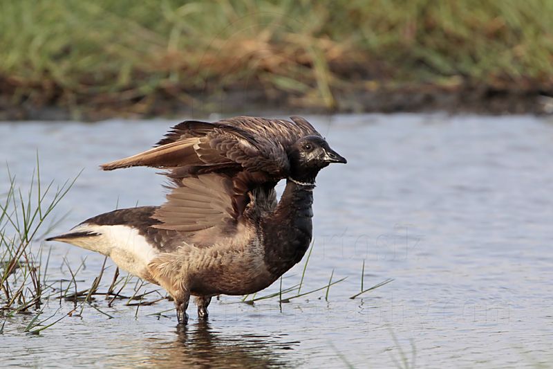 _MG_5582 Brant.jpg