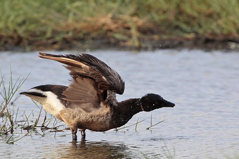 _MG_5585 Brant.jpg