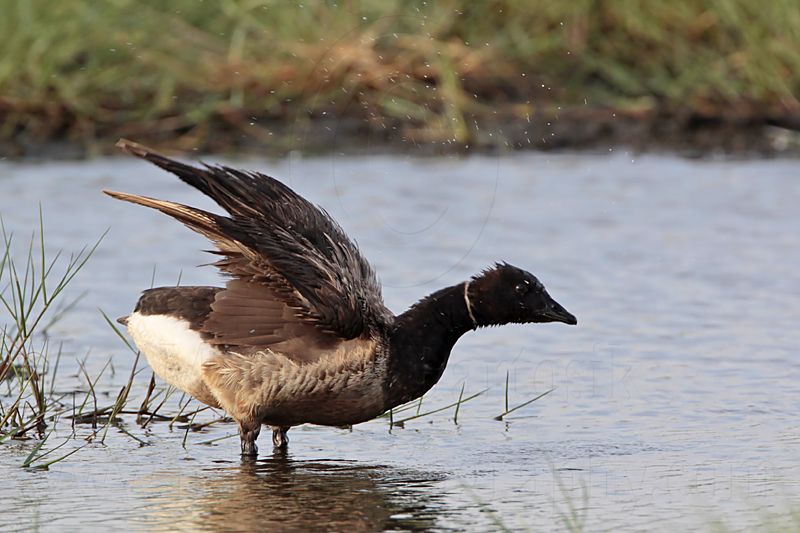 _MG_5586 Brant.jpg