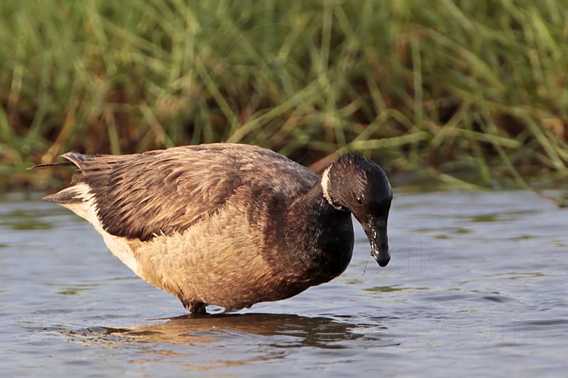 _MG_5787 Brant.jpg