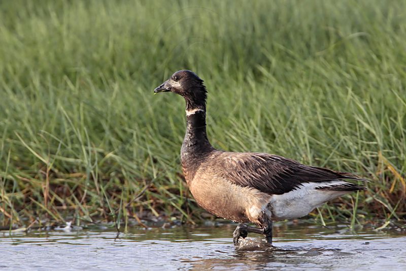 _MG_5834 Brant.jpg